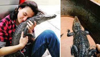 Homem cria crocodilo como cachorro e mostra a rotina com o pet (Reprodução/TikTok/@turtlesandcrocs)
